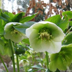 'Rose de Noël (Héllebore) d''Orient / Helleborus orientalis'